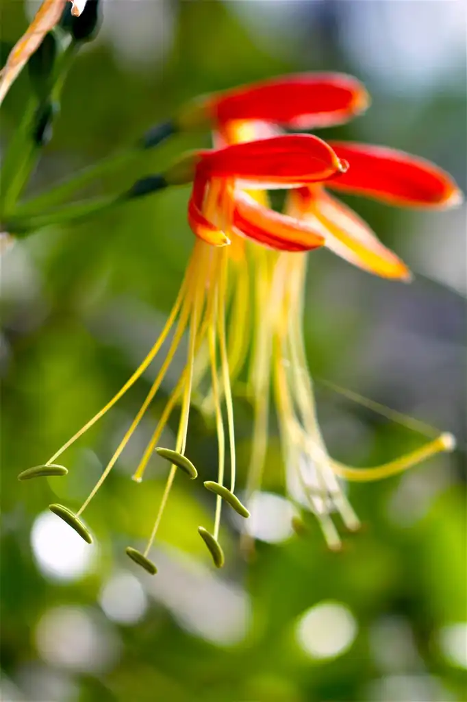 Photo of Eucrosia - close up of the flower:Peakhora