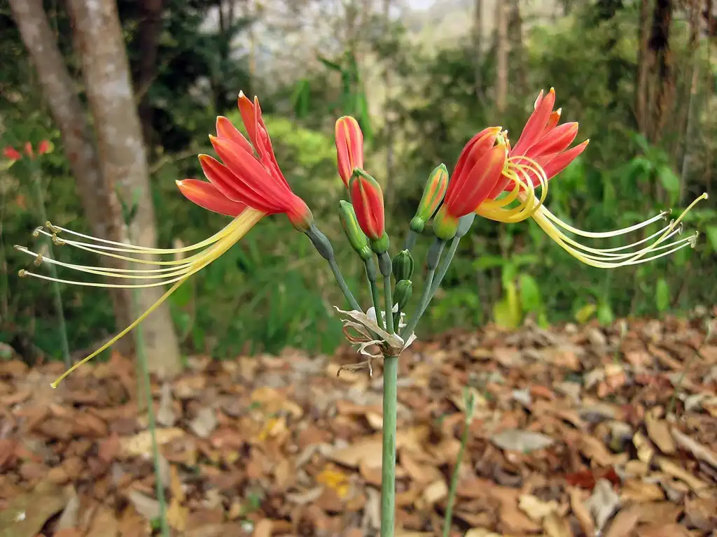 Photo of Eucrosia - close up of the flower:Raffi Kojian