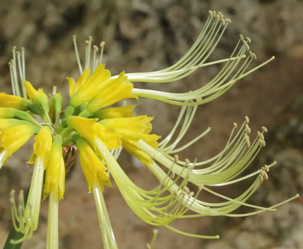 Photo of Eucrosia - yellow flowers (Eucrosia aurantiaca):C T Johansson
