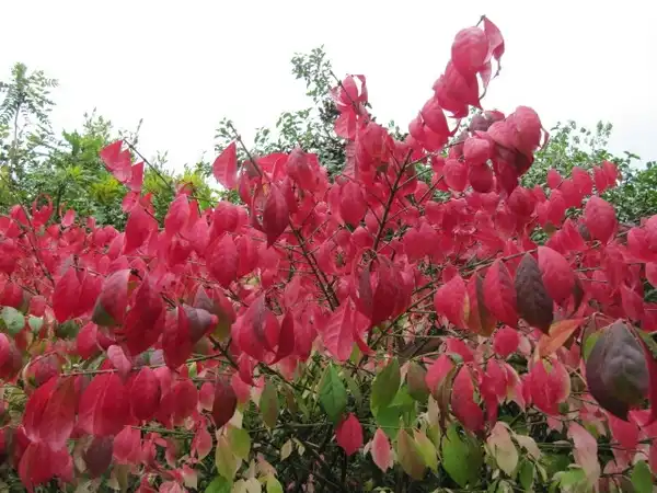 Фото Euonymus alatus 'Compactus' (Euonymus alatus 'Compactus's)