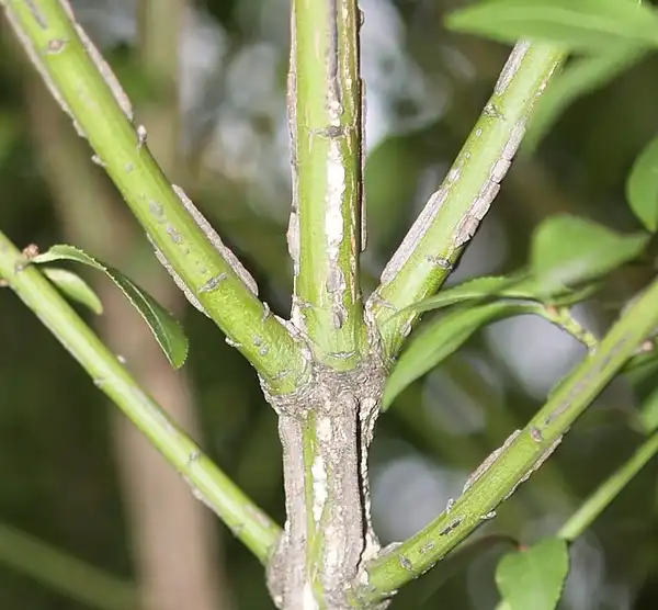 Фото Euonymus alatus 'Compactus' (Euonymus alatus 'Compactus's)