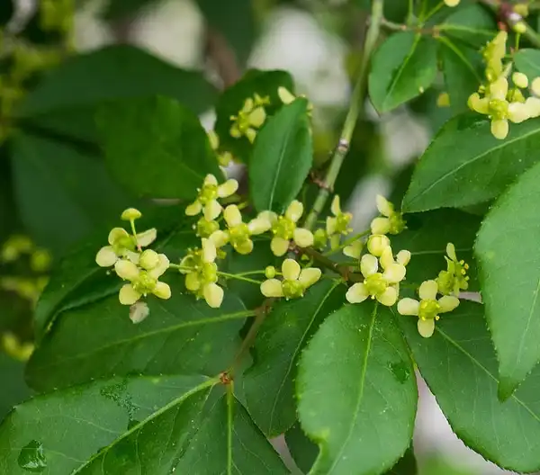 Фото Euonymus alatus 'Compactus' - Euonymus alatus 'Compactus':F. D. Richards
