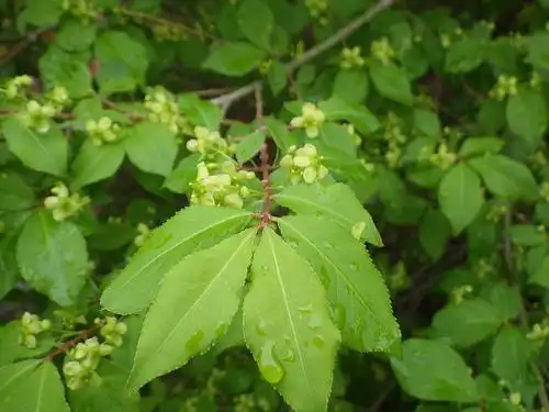 Фото Euonymus alatus (Euonymus alatuss)