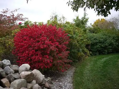 Фото Euonymus alatus (Euonymus alatuss)