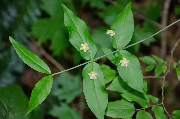 Фото Euonymus americanus (Euonymus americanuss)