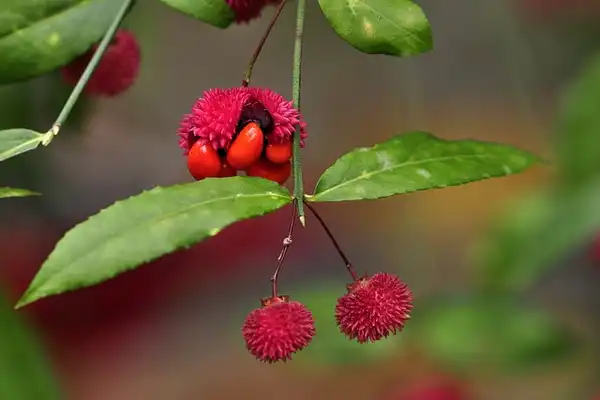 Фото Euonymus americanus (Euonymus americanuss)