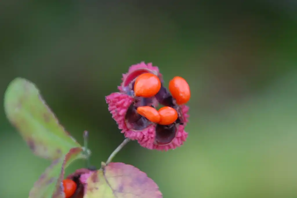 Фото Euonymus americanus - Fruit: