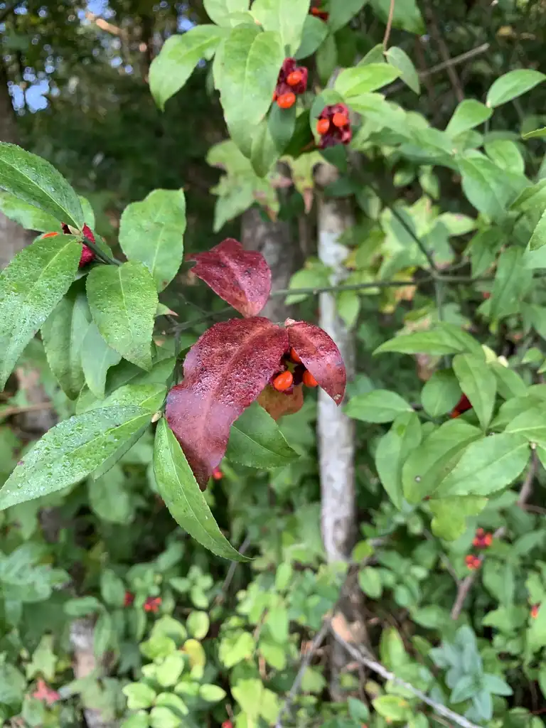 Фото Euonymus americanus - Leaves beginning to turn red:K. Andre