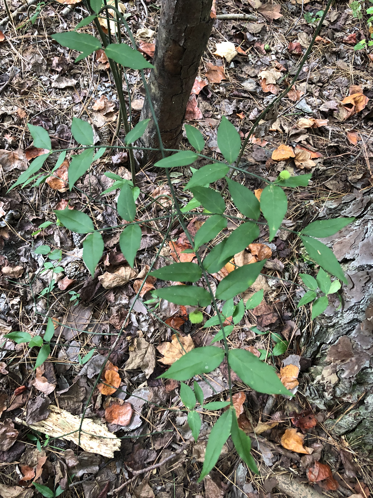 Фото Euonymus americanus - Form (Durham County,NC)-Late Summer:Andrea Laine