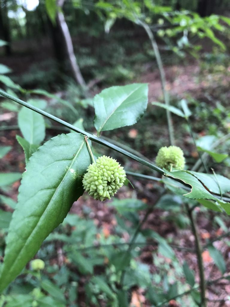 Фото Euonymus americanus - Immature fruit (Durham County,NC)-Late Summer:Andrea Laine
