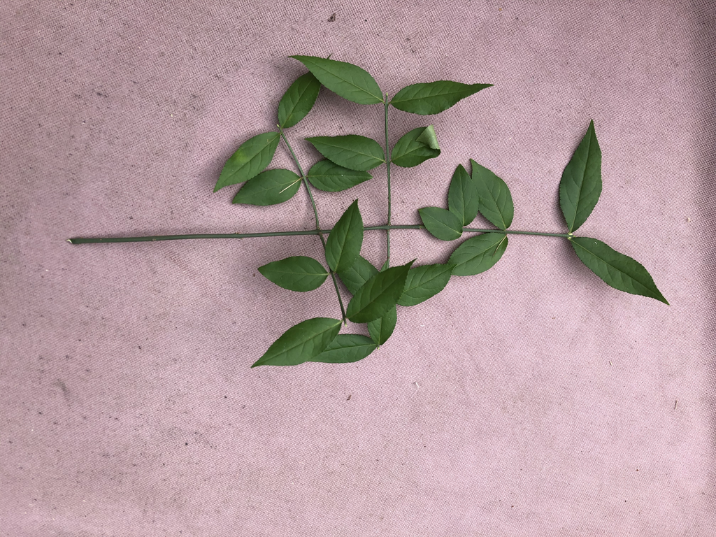 Фото Euonymus americanus - Leaf Arrangement (Durham County, NC)-Late Summer:Andrea Laine