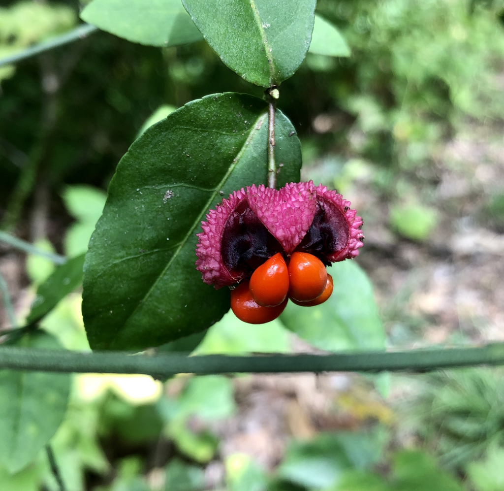 Фото Euonymus americanus - Fruit Close-up (Haywood County,NC):Marcia Boyle