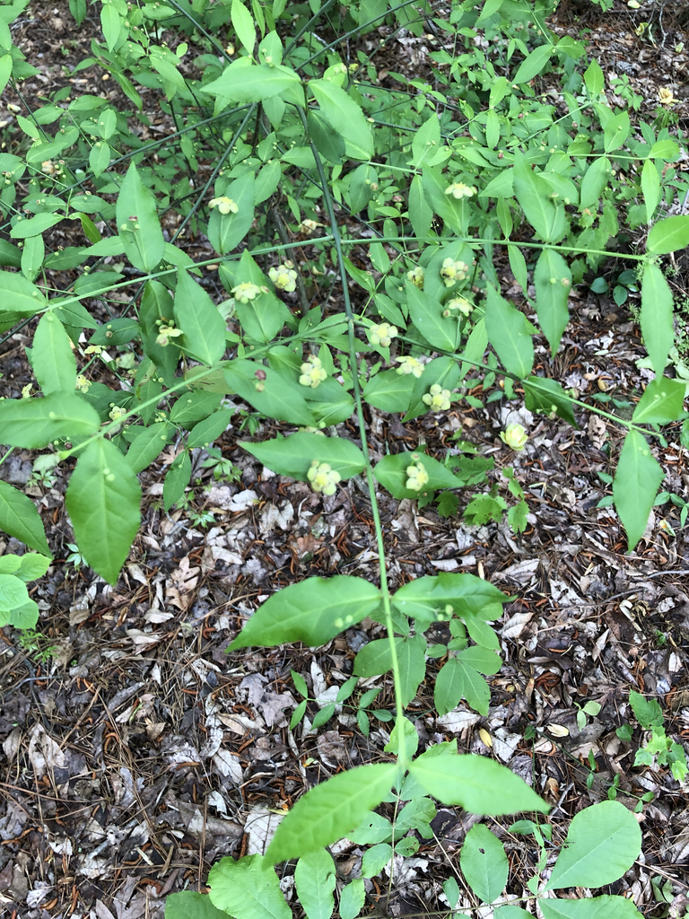 Фото Euonymus americanus - Form (Durham County,NC):Andrea Laine