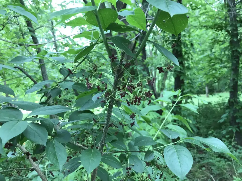 Foto de Euonymus atropurpureus (Euonymus atropurpureuss)