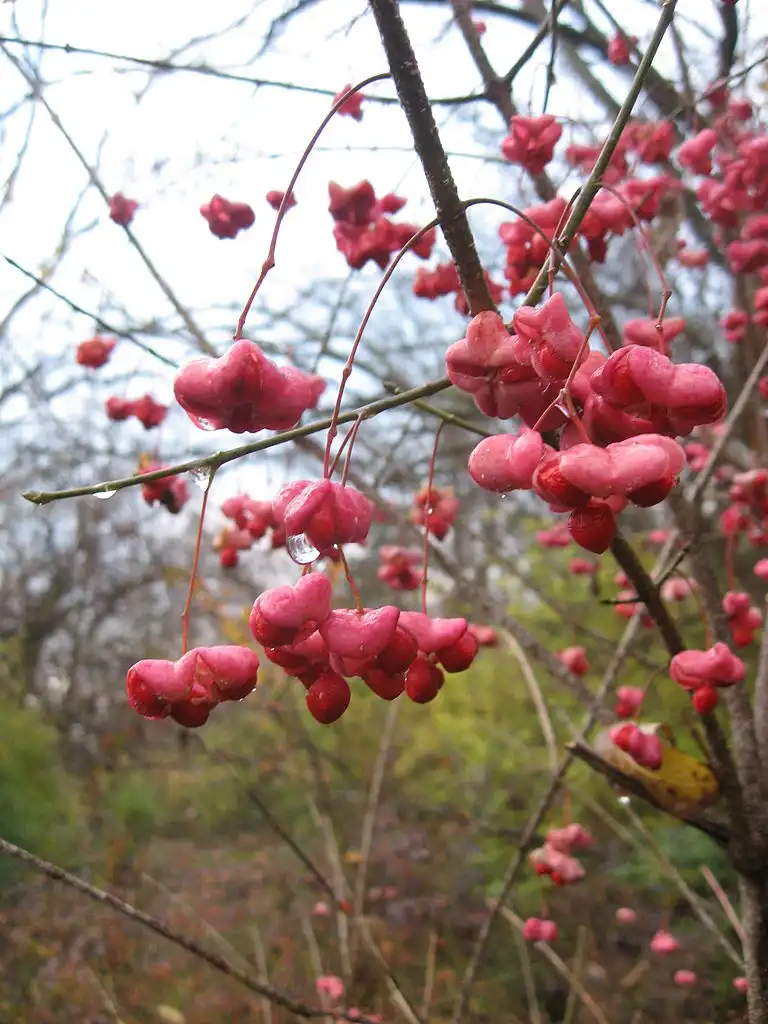 Foto de Euonymus atropurpureus (Euonymus atropurpureuss)