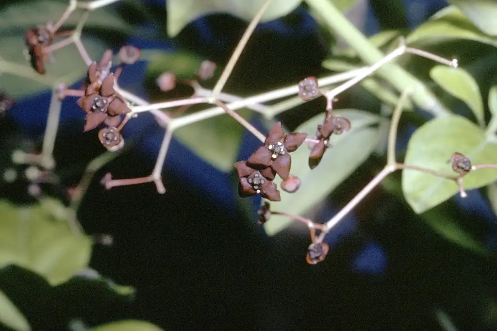 Foto de Euonymus atropurpureus - Flowers:Robert H. Mohlenbrock @ USDA-NRCS