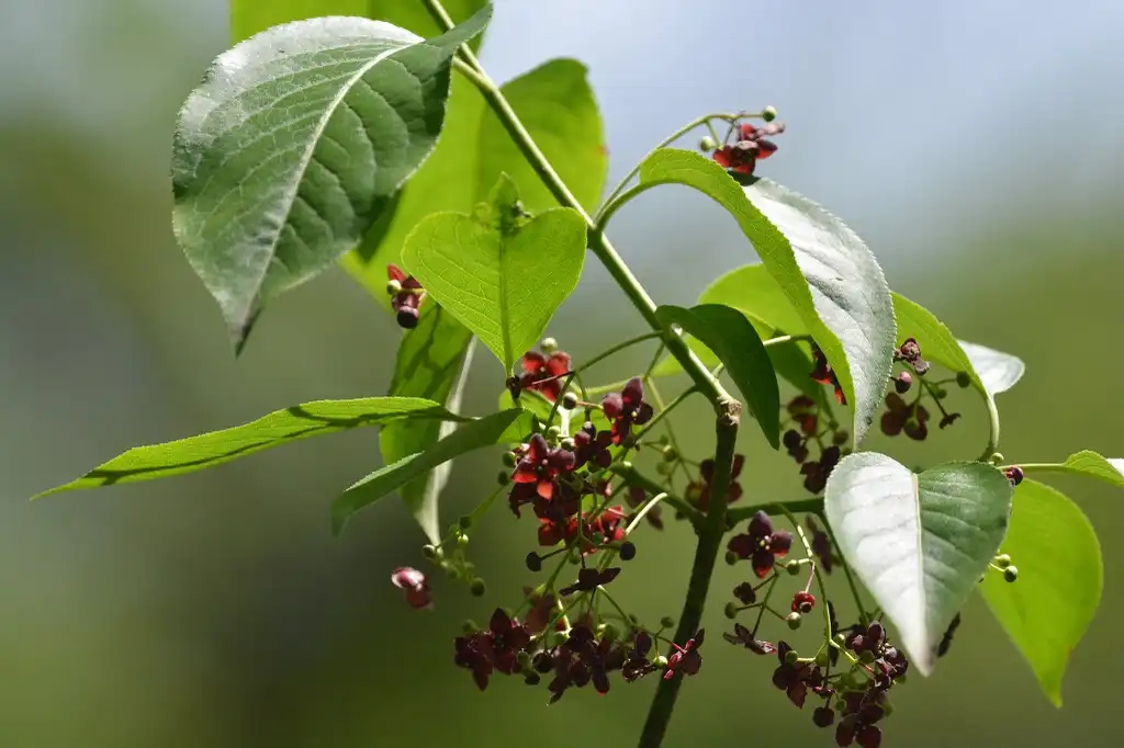 Foto de Euonymus atropurpureus - Leaves and flowers:Andy Reago and Missy McC