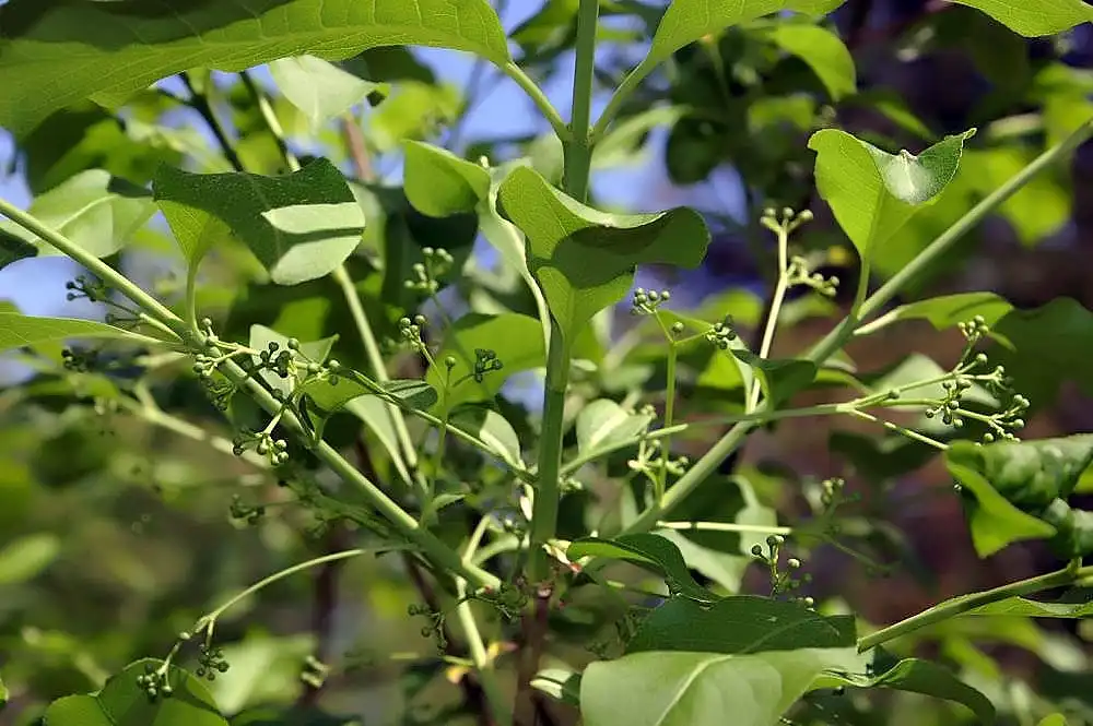 Foto de Euonymus atropurpureus - Stem, Leaves and fruit:David J. Stang