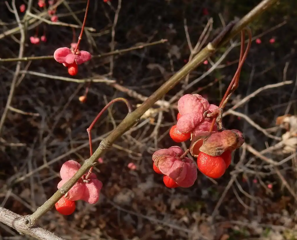 Foto de Euonymus atropurpureus - Fruit closeup:Bob O'kennon