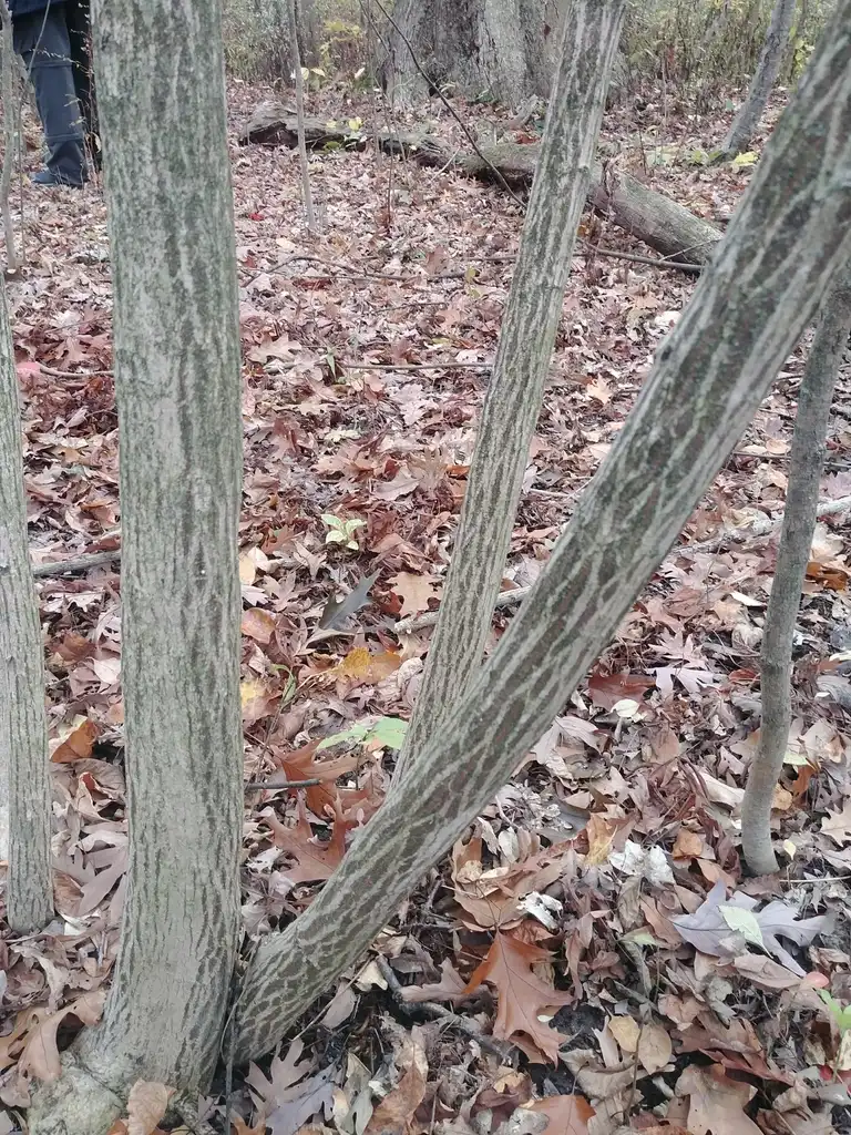 Foto de Euonymus atropurpureus - Bark:Dan Andrews