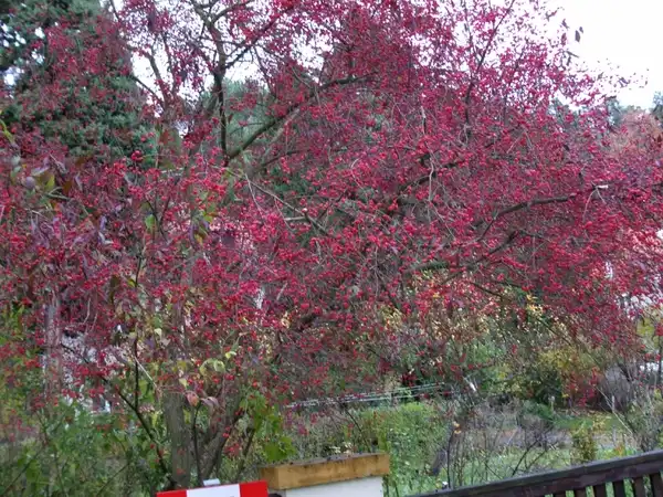 Foto de Euonymus europaeus (Euonymus europaeuss)