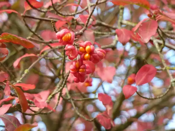 Foto de Euonymus europaeus (Euonymus europaeuss)