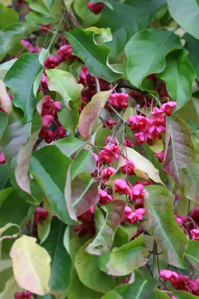 Foto de Euonymus europaeus - :Randy Nonenmacher