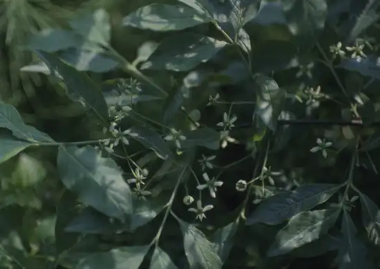 Foto de Euonymus europaeus - :Dr Mary Gillham Archive Project Photostream