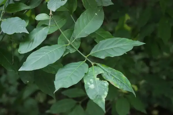 Foto de Euonymus europaeus - :Ruud de Block