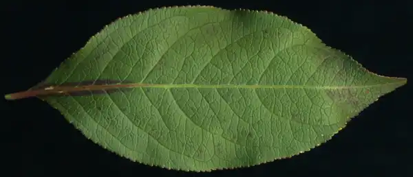 Foto de Euonymus europaeus - :Randy Nonenmacher