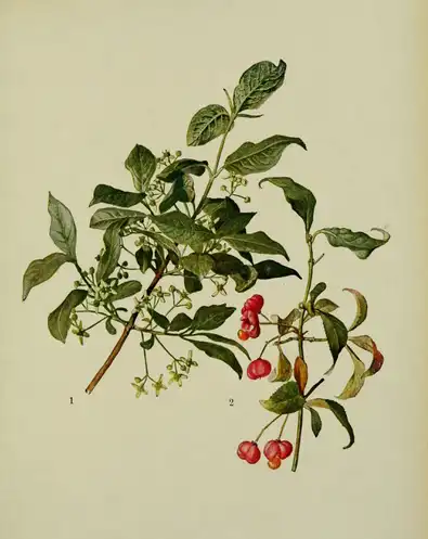 Foto de Euonymus europaeus - :Euonymus europaeus