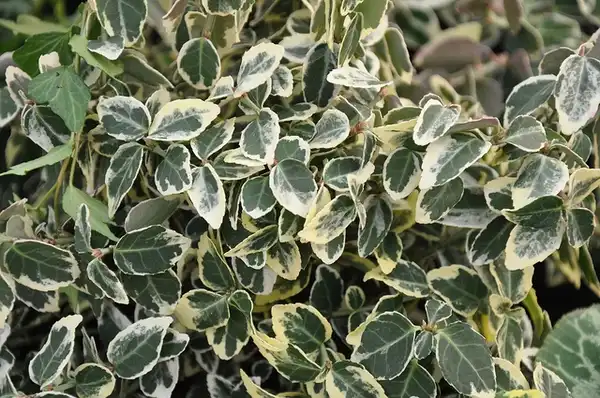 Фото Euonymus fortunei 'Emerald Gaiety' (Euonymus fortunei 'Emerald Gaiety's)