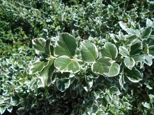 Photo of Euonymus fortunei 'Silver Queen' (Euonymus fortunei 'Silver Queen's)