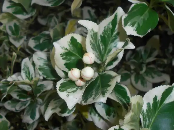 Photo of Euonymus fortunei 'Silver Queen' (Euonymus fortunei 'Silver Queen's)