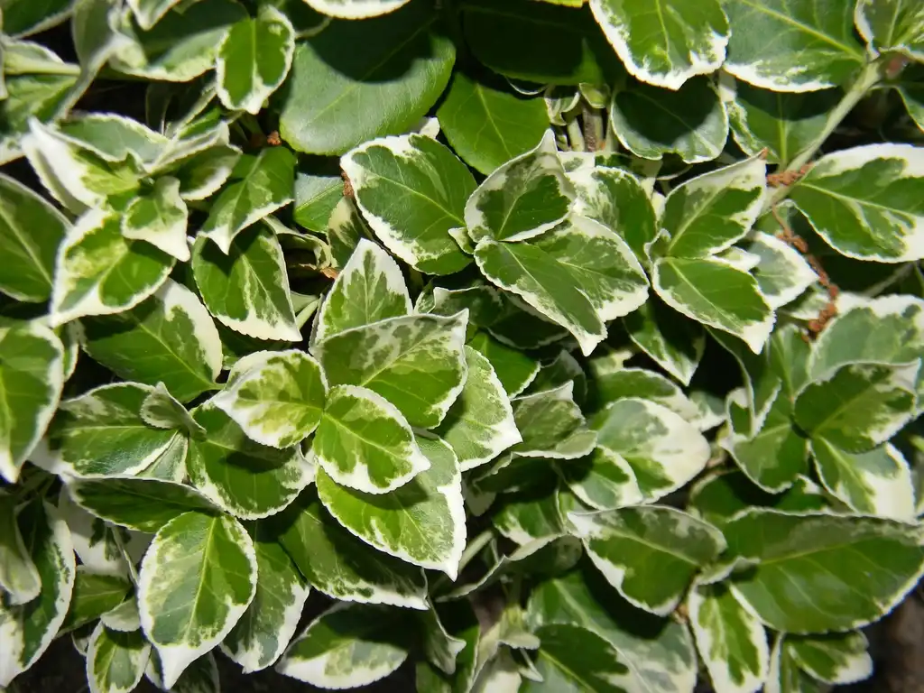 Photo of Euonymus fortunei 'Silver Queen' - Leaves Close-Up (Buncombe County,NC):Randy Harter