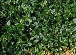 Фото Euonymus fortunei var. radicans (Euonymus fortunei var. radicanss)