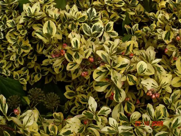 Фото Euonymus fortunei var. radicans (Euonymus fortunei var. radicanss)