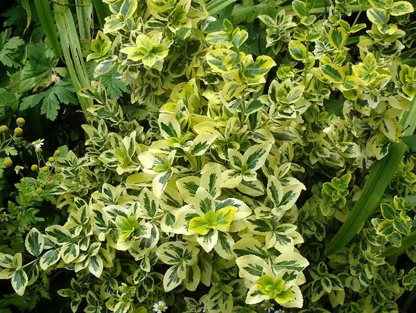 Фото Euonymus fortunei (Euonymus fortuneis)