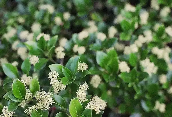 Фото Euonymus fortunei (Euonymus fortuneis)