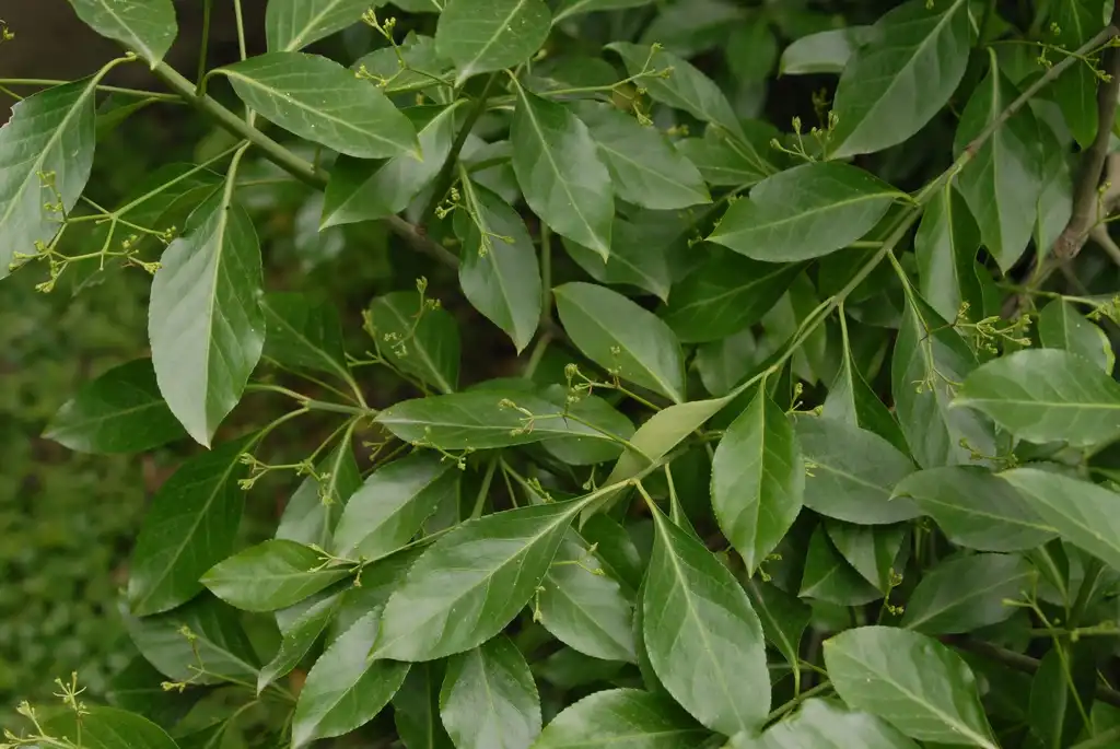 Фото Euonymus fortunei - Flower Bud and Leaves:Jim Robbins