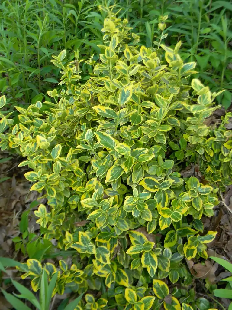 Фото Euonymus fortunei - 'Emerald 'n' Gold' Full form (Buncombe County, NC):Randy Harter
