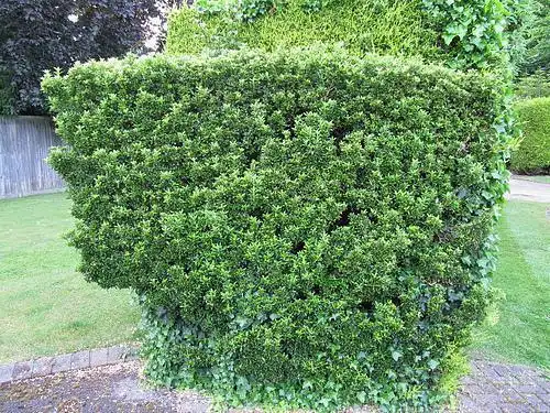 Photo of Euonymus japonicus (Euonymus japonicuss)