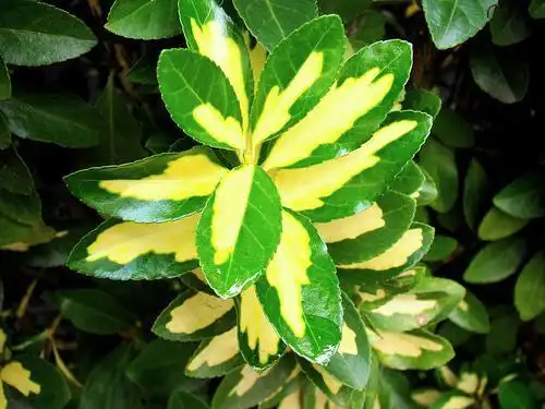 Photo of Euonymus japonicus (Euonymus japonicuss)