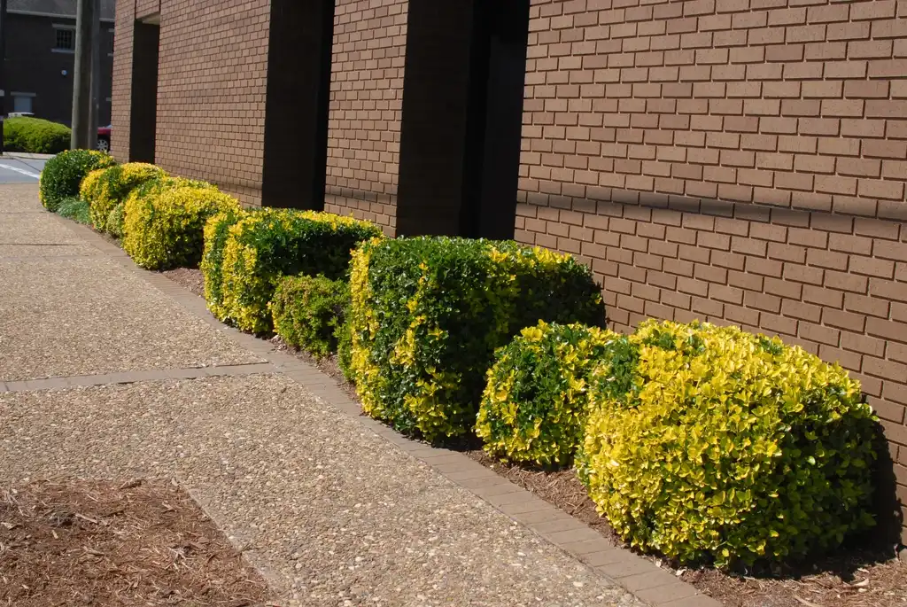 Photo of Euonymus japonicus - 'Aureu' Bushes:Jim Robbins