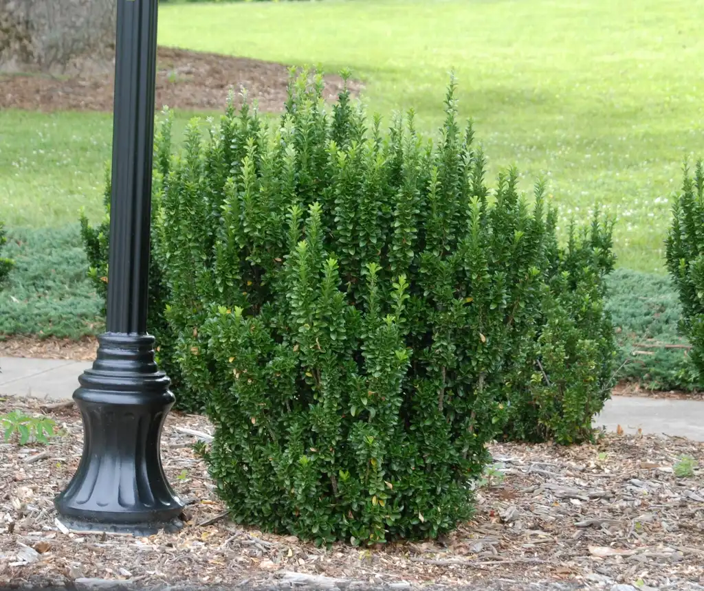 Photo of Euonymus japonicus - 'Green Spire' Full Form (Asheville, NC):Jim Robbins
