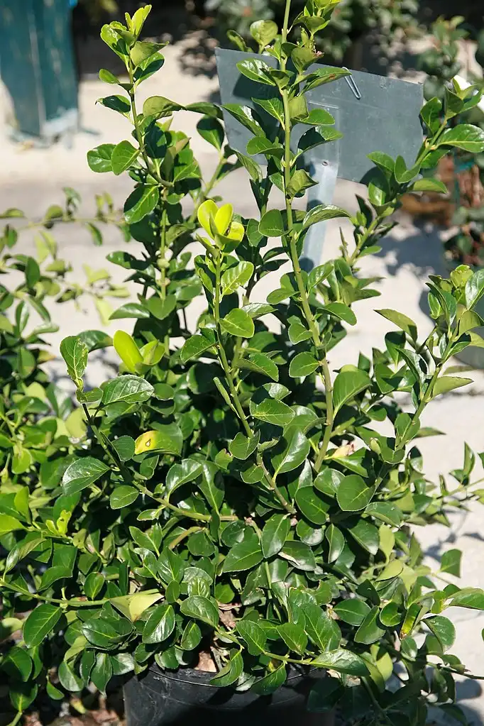 Foto de Euonymus kiautschovicus 'Manhattan' (Euonymus kiautschovicus 'Manhattan's)