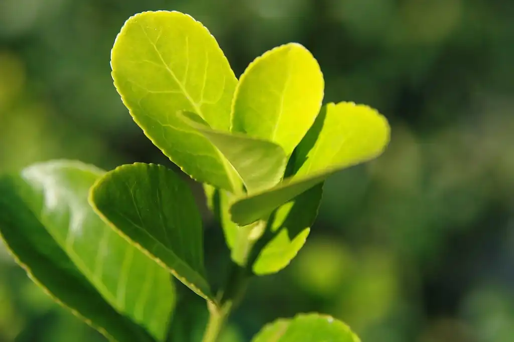 Foto de Euonymus kiautschovicus 'Manhattan' (Euonymus kiautschovicus 'Manhattan's)