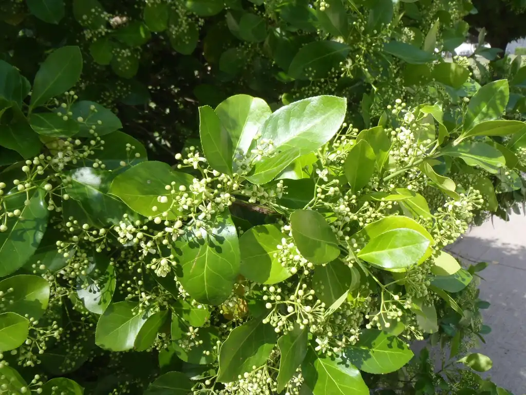 Foto de Euonymus kiautschovicus 'Manhattan' - Flower and Leaves:Jim Robbins