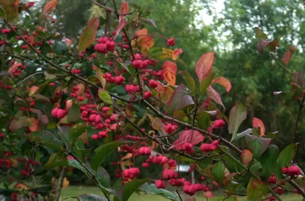 Photo of Euonymus maackii (Euonymus maackiis)