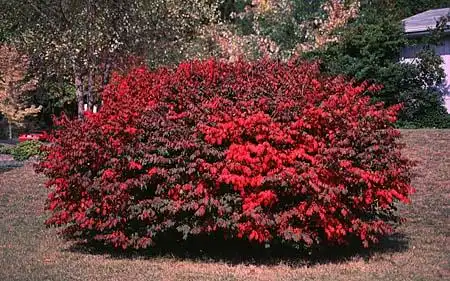 Photo of Euonymus (Euonymuss)